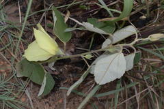 Decaschistia crotonifolia
